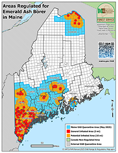 map of emerald ash borer quarantine in Maine